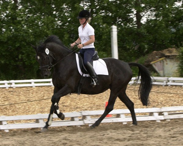 broodmare Thia Maria M (KWPN (Royal Dutch Sporthorse), 2000, from Métall)