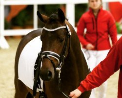dressage horse Nightley's Naidoo (German Riding Pony, 2013, from Fehkamps Nightley)