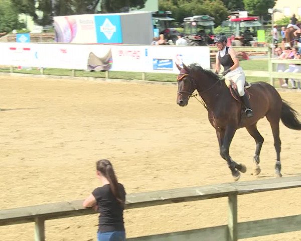 Reitturnier Dagmersellen 2019