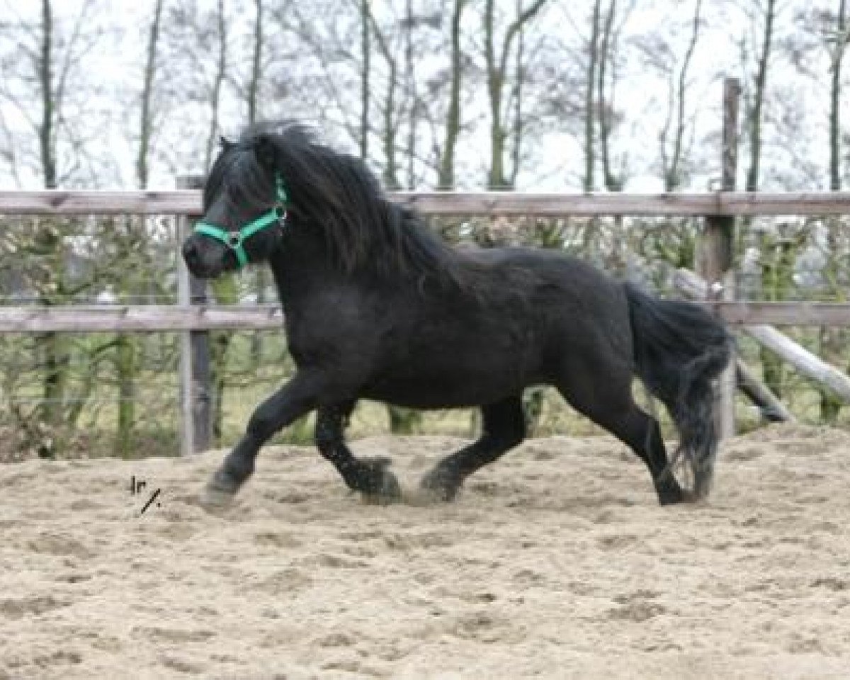 Stallion Zorro van het Kruuthuus (Shetland Pony, 2006, from Nelantines van de Groote Woerd)