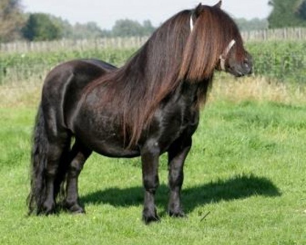 Deckhengst Levi van de Schaapshoeve (Shetland Pony, 1996, von Boss van de Brouwerij) Deckhengst Levi van de Schaapshoeve (Shetland Pony, 1996, von Boss van de Brouwerij)