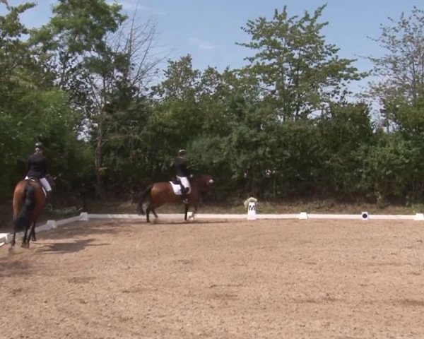 Reitturnier Kleinostheim/Ufr. 2019