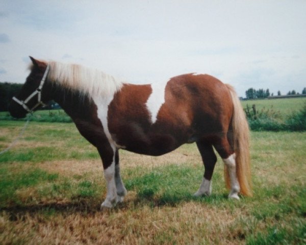 broodmare Willeke van Stal Polderzicht (Shetland Pony, 1984, from Max van Breyvin)