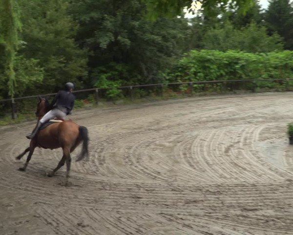 Reitturnier Marienheide-Kempershöhe 2019