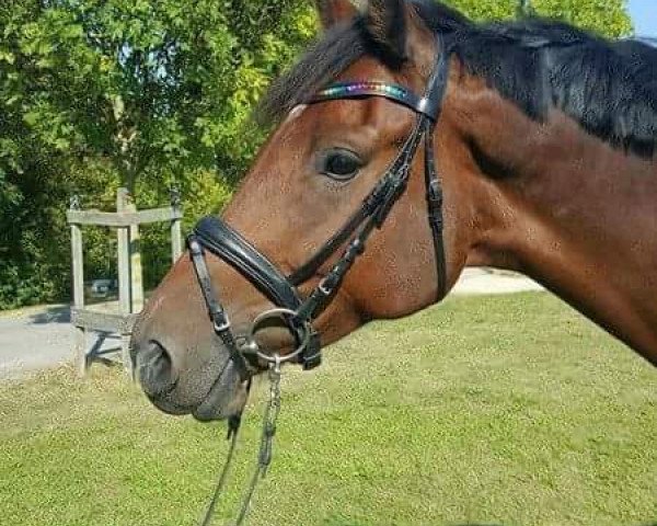 horse Alfred 86 (Württemberger, 2009, from Acordelli)