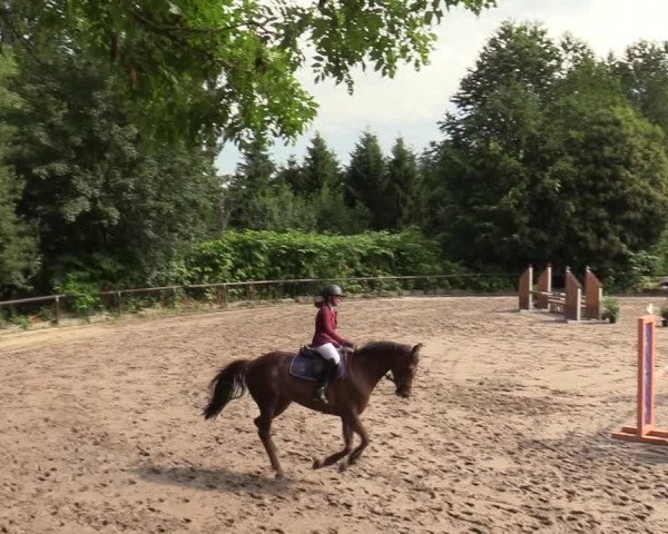 Reitturnier Marienheide-Kempershöhe 2019