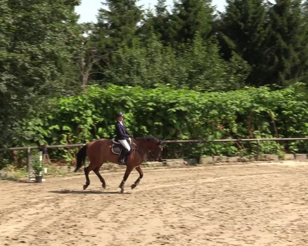 Reitturnier Marienheide-Kempershöhe 2019