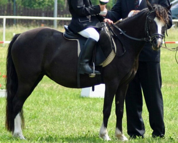 horse Elfenzauber (Welsh mountain pony (SEK.A), 2004, from Vikarien's Jel.)