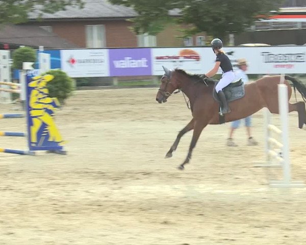 Reitturnier Dagmersellen 2019
