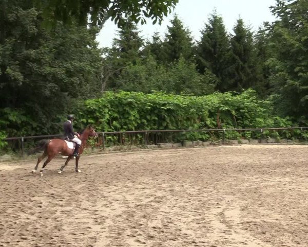 Reitturnier Marienheide-Kempershöhe 2019