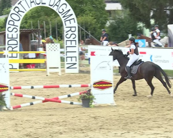 Reitturnier Dagmersellen 2019