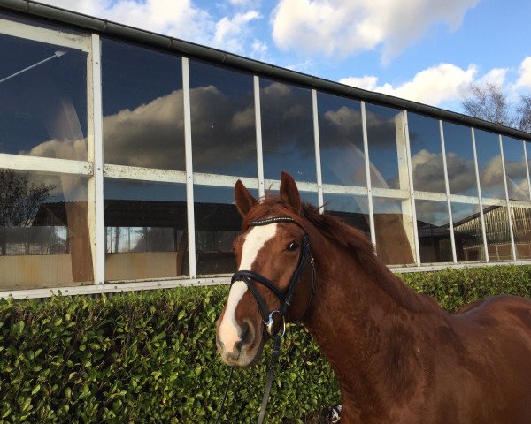 broodmare Bella Rose 8 (Hanoverian, 2011, from Bequia)