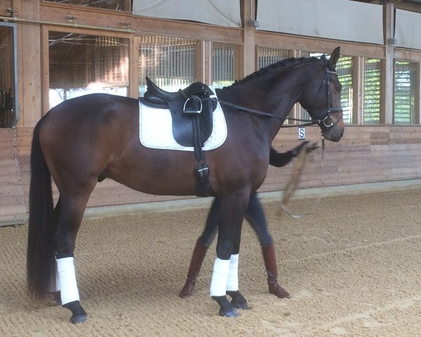 dressage horse Destino (Westphalian, 2013, from Destano)