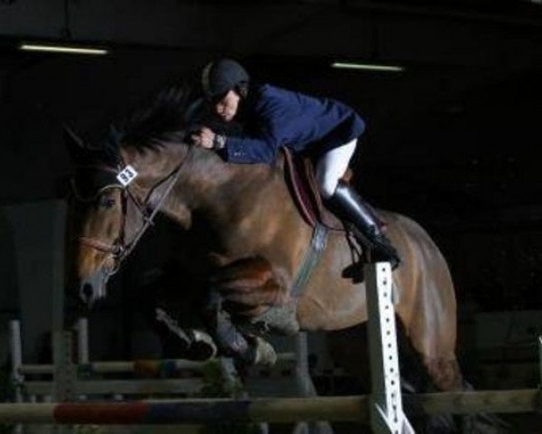 stallion Dorsay (Selle Français, 1991, from Quito de Baussy)