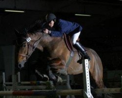 stallion Dorsay (Selle Français, 1991, from Quito de Baussy)