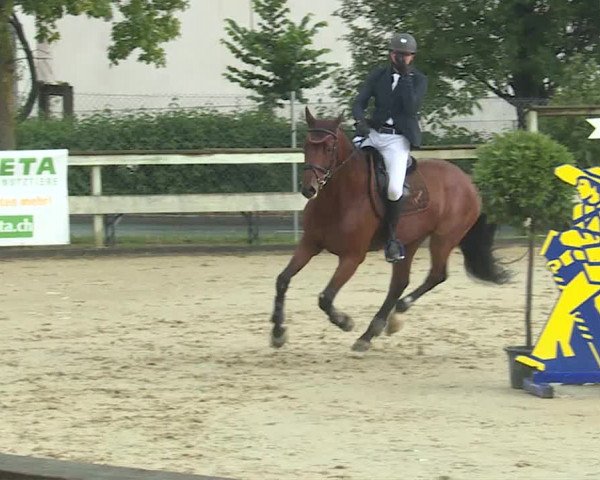 Reitturnier Dagmersellen 2019