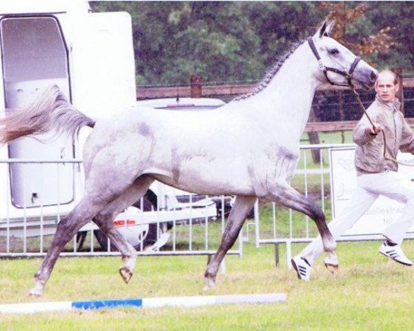 broodmare Iadora Van Heiste (Belgian Warmblood, 2008, from Berlin)