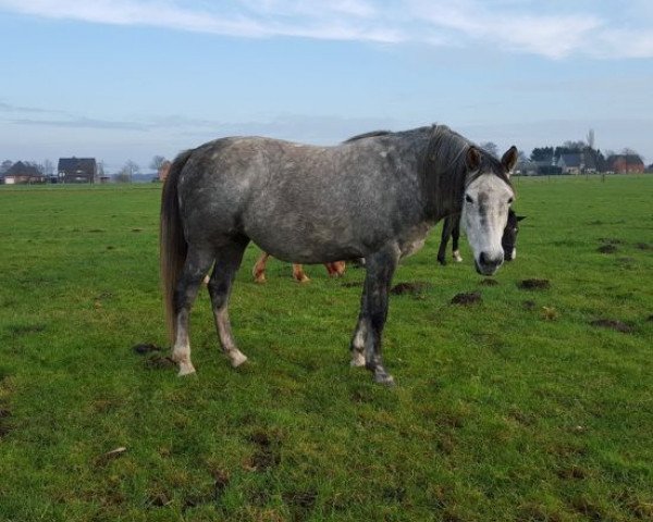 broodmare Izane Aeg (Belgian Warmblood, 2008, from Colman)