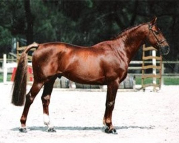 stallion Diams du Grasset (Selle Français, 1991, from Abdullah)