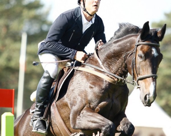 horse Octave de Fleyres (Selle Français, 2002, from Diams du Grasset)