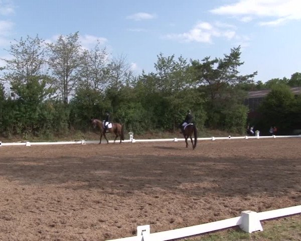 Reitturnier Kleinostheim/Ufr. 2019