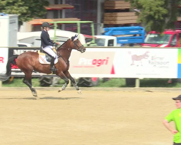 Reitturnier Dagmersellen 2019