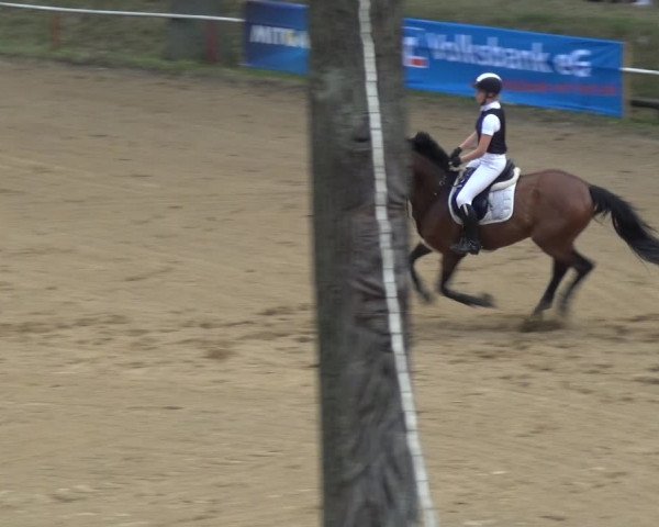 Reitturnier CSN Calvörde 2019