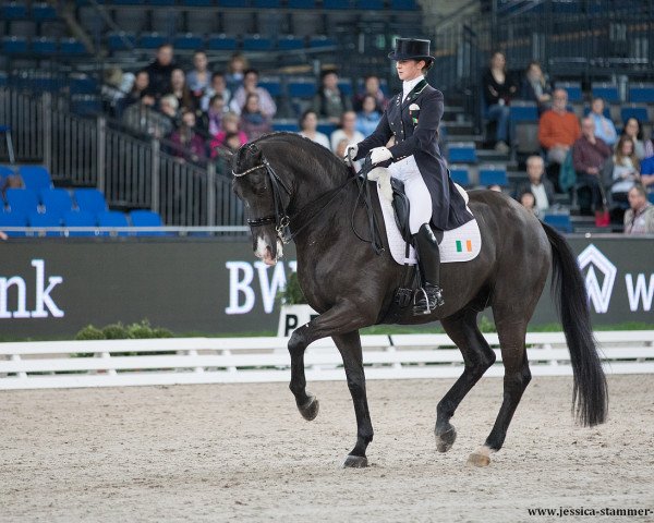 dressage horse Vancouver K (KWPN (Royal Dutch Sporthorse), 2002, from Jazz)