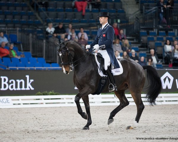dressage horse Super Nova II (Hanoverian, 2003, from De Niro)