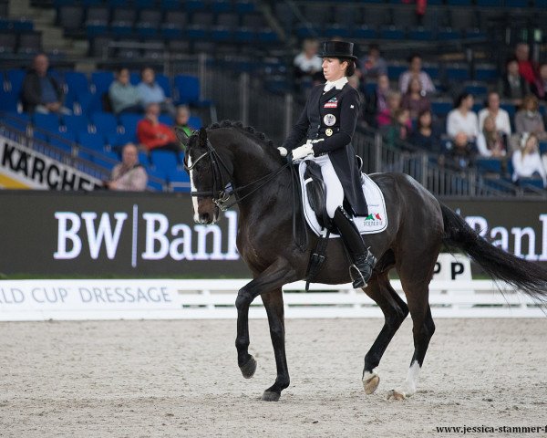 dressage horse DSP Rodriguez (German Sport Horse, 2000, from Rubinstern Noir)
