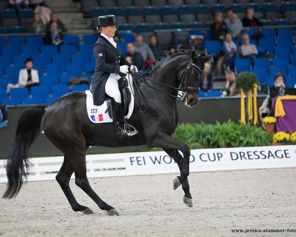 dressage horse Ricardo (Hanoverian, 2003, from Rosentau)