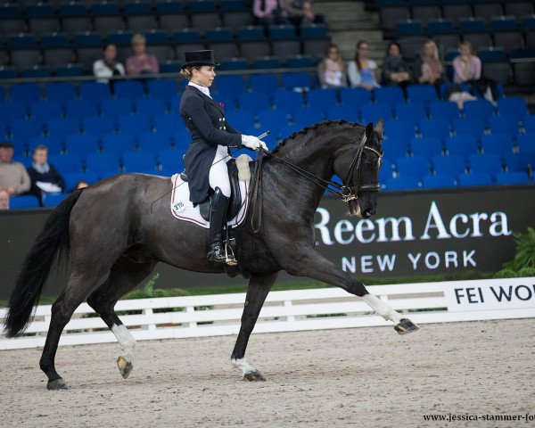 dressage horse Fidelio B OLD (Oldenburg, 2004, from Fürst Heinrich)