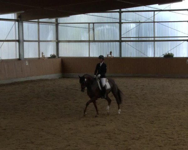 Reitturnier Herbern 2019