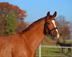 horse Quatergold II (German Sport Horse, 2013, from Quaterback)