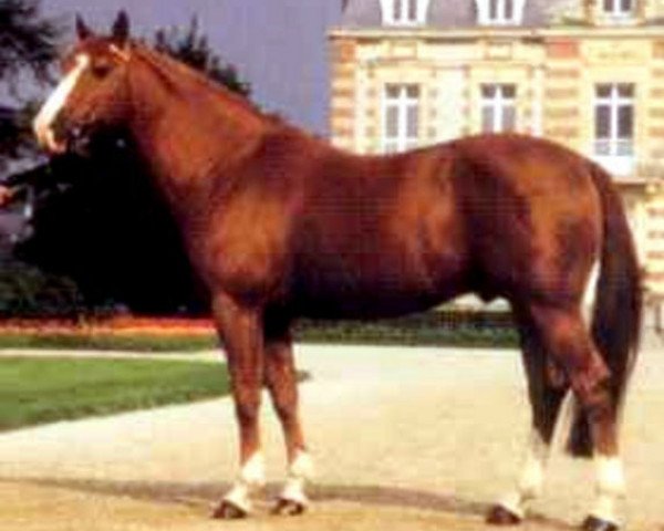 Deckhengst Tu Viens Dorval (Selle Français, 1985, von Uriel)