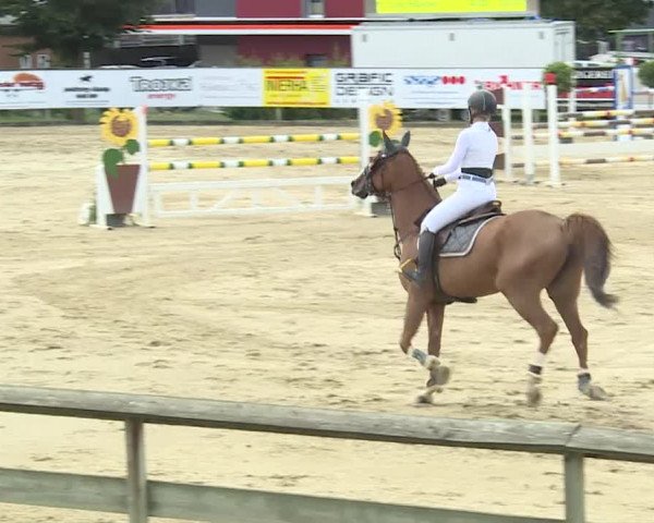 Reitturnier Dagmersellen 2019