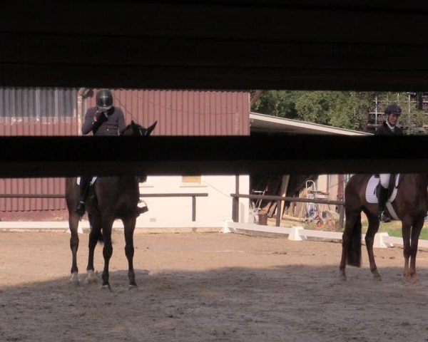 Reitturnier Marienheide-Kempershöhe 2019