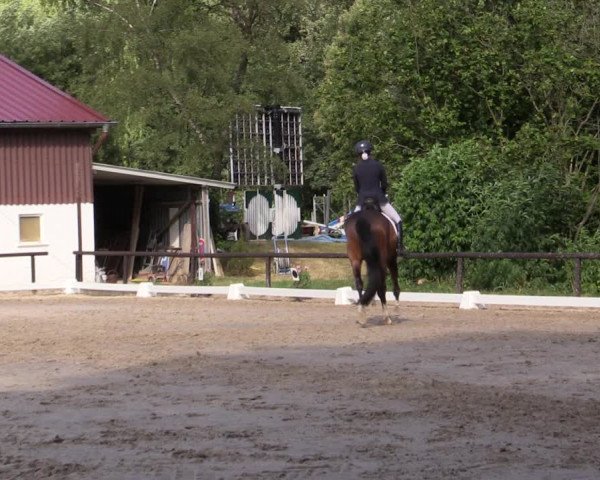 Reitturnier Marienheide-Kempershöhe 2019