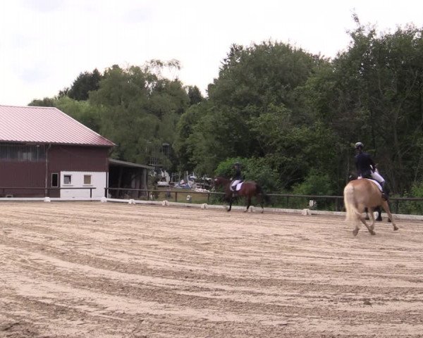 Reitturnier Marienheide-Kempershöhe 2019