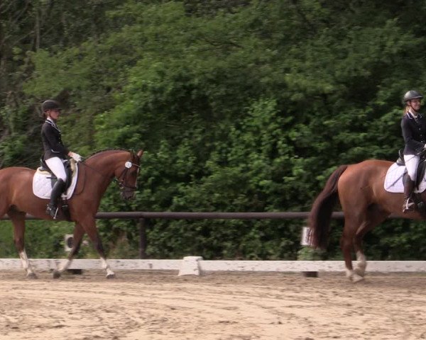 Reitturnier Marienheide-Kempershöhe 2019