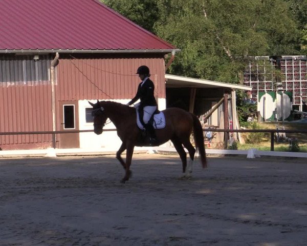 Reitturnier Marienheide-Kempershöhe 2019