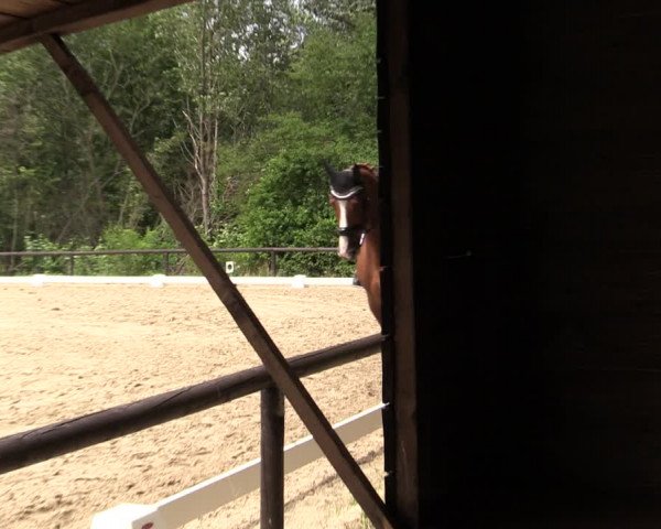 Reitturnier Marienheide-Kempershöhe 2019