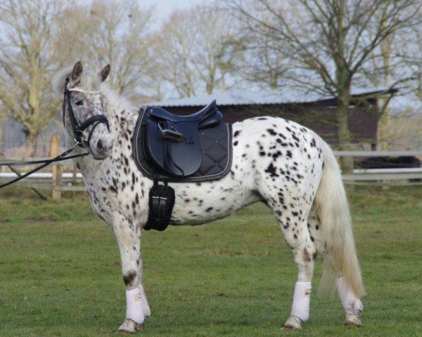 dressage horse Pepper's Cheyenne (Pony without race description, 2000)