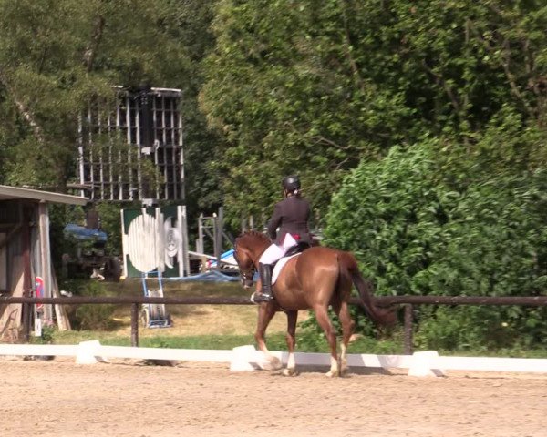 Reitturnier Marienheide-Kempershöhe 2019