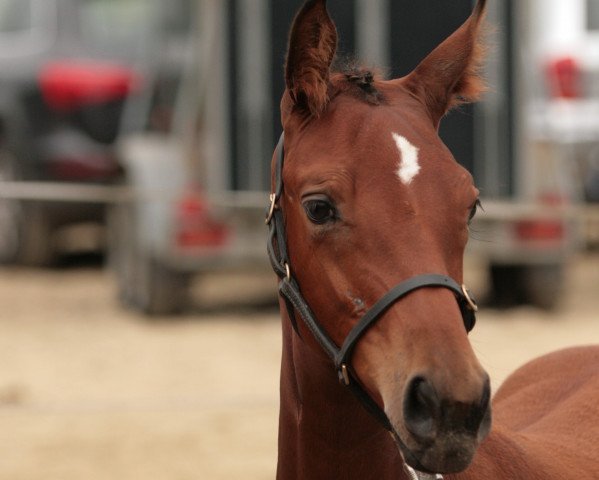 jumper Abigail Spring (Rhinelander, 2012, from Alvarino 2)