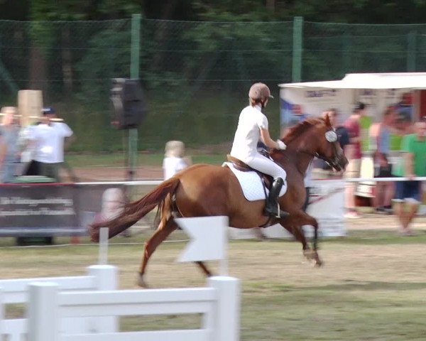 Reitturnier Boock 2019