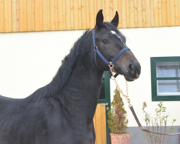 Pferd For You (Hannoveraner, 2014, von Foundation 2)