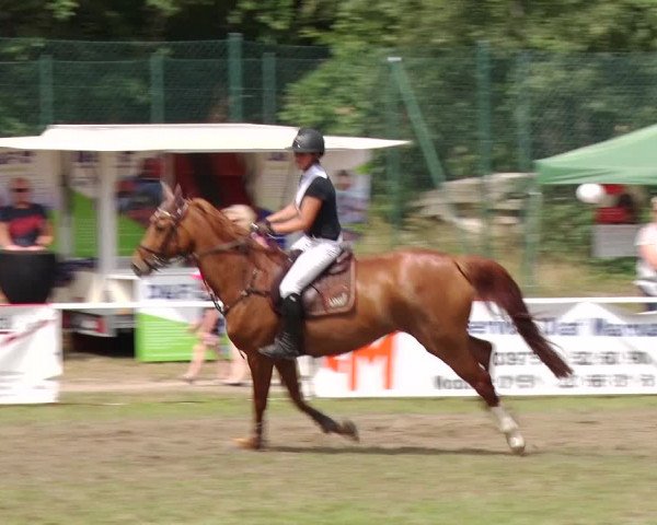 Reitturnier Boock 2019