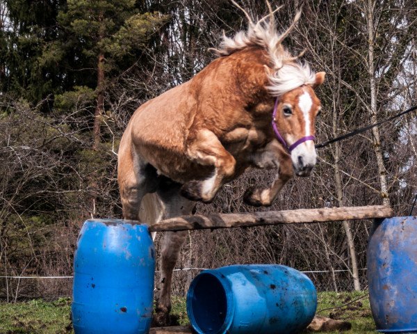 Zuchtstute Gusti (12,5% ox) (Edelbluthaflinger, 1997, von Nasan (18,75% ox)) Zuchtstute Gusti (12,5% ox) (Edelbluthaflinger, 1997, von Nasan (18,75% ox))