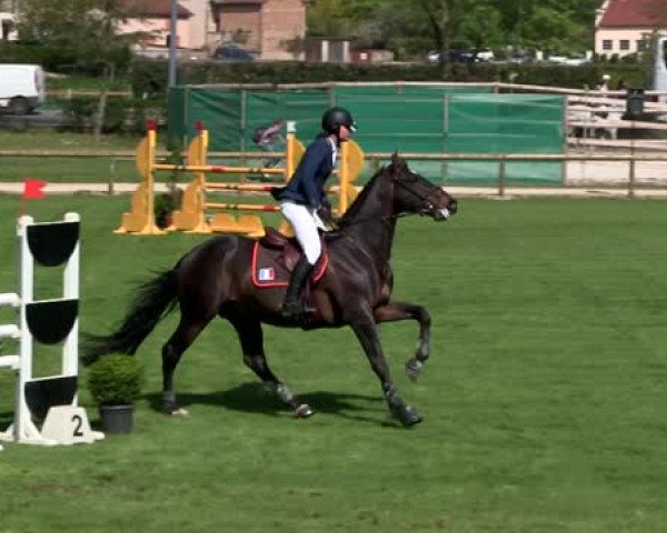 jumper Ocean des Ruelles (Selle Français, 2002, from Urbain du Monnai)